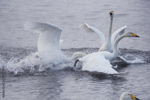Fight of swans. A swan attacks another bird. 