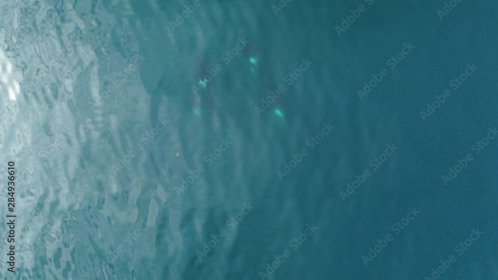 Group of Killer whales Orcinus orca traveling in blue ocean water, wildlife aerial shot, natural background Group of Killer whales Orcinus orca traveling in blue ocean water, wildlife aerial shot, natural background