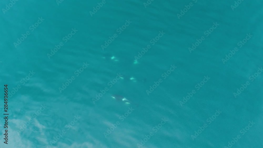 Group of Killer whales Orcinus orca traveling in blue ocean water, wildlife aerial shot, natural background Group of Killer whales Orcinus orca traveling in blue ocean water, wildlife aerial shot, natural background