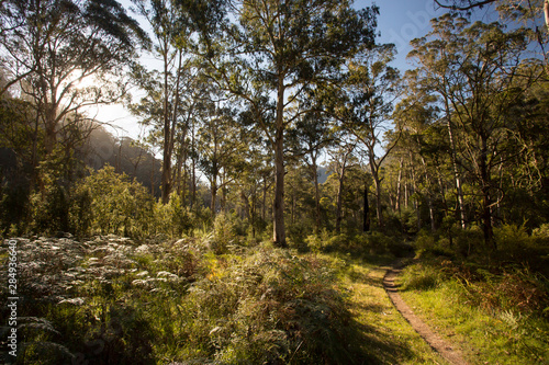 Delatite River Trail at Mt Buller