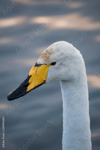 Fototapeta Naklejka Na Ścianę i Meble -  Close-up view of the head of a swan. 