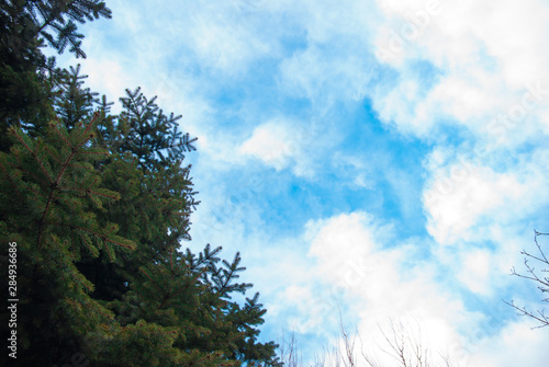 trees and sky