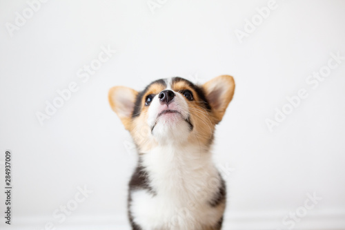 Corgi puppy looking up against white wall head and shoulders view photo