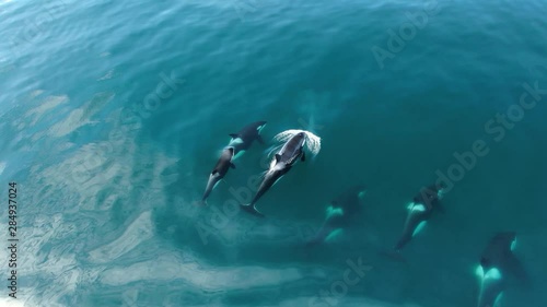 Group of Killer whales Orcinus orca traveling in blue ocean water, wildlife aerial shot, natural background