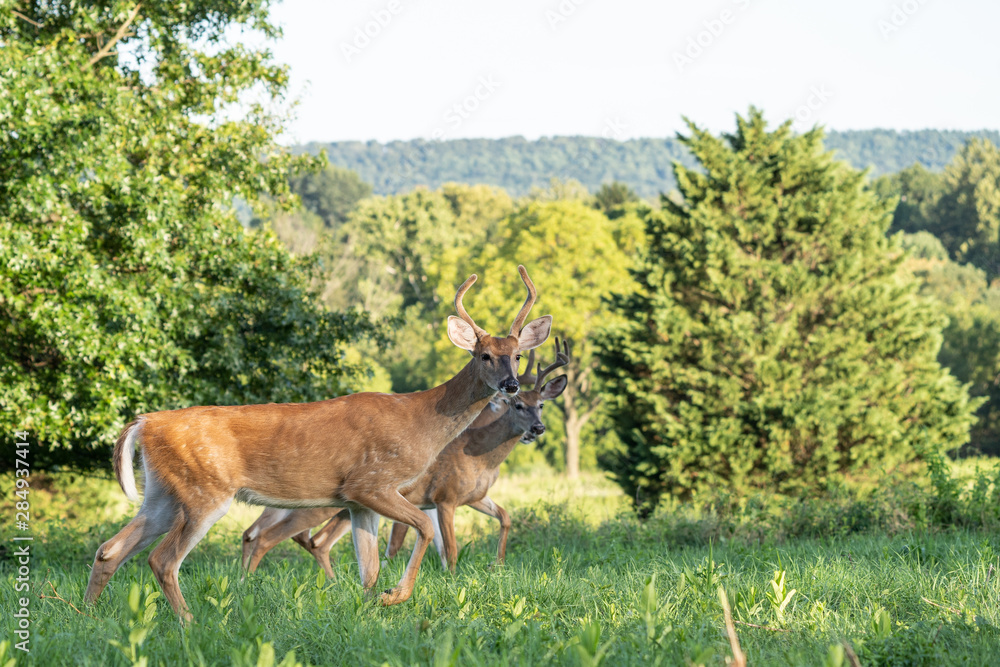 Two white-tailed deer bucks (Odocoileus virginianus) walking through meadow