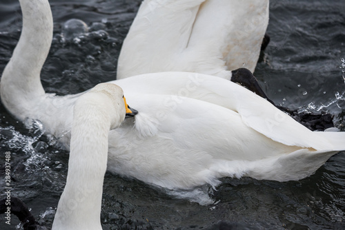 Swan cruelly and hard bites another swan. 