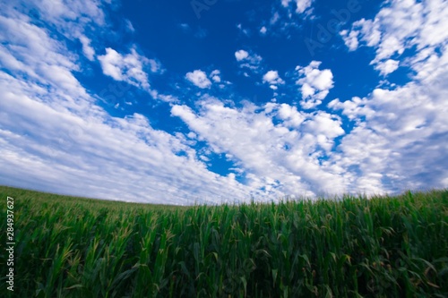 Plantacion de maiz con fondo de cielo azul y nubes.