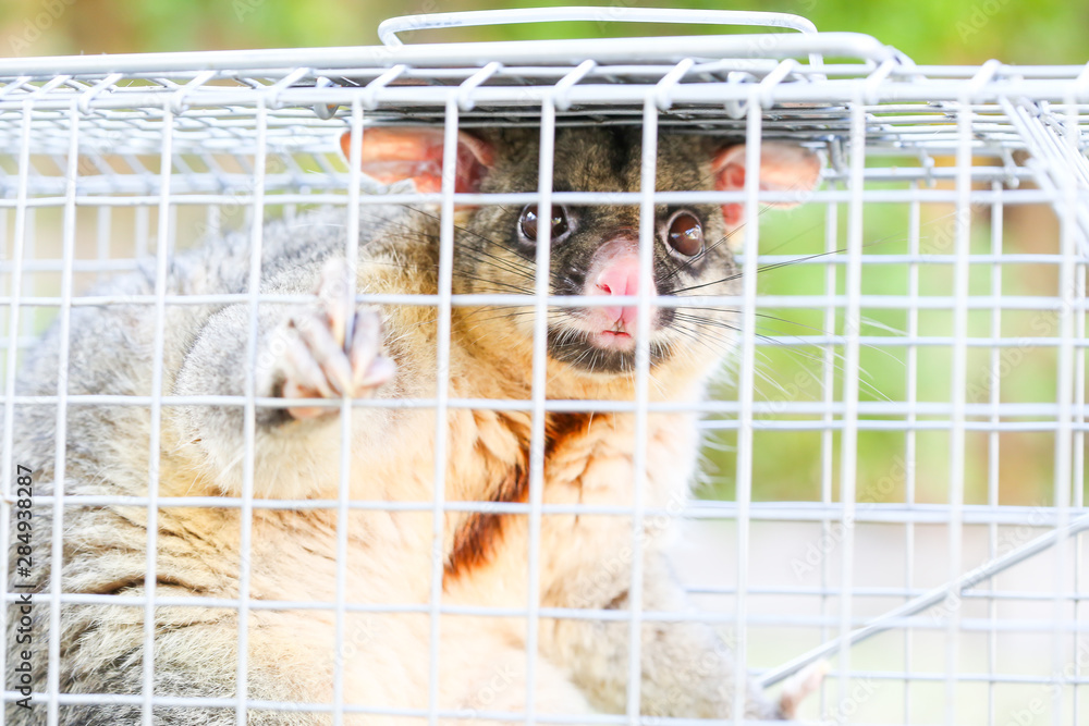 Possum Caught In a Trap Stock Photo Adobe Stock