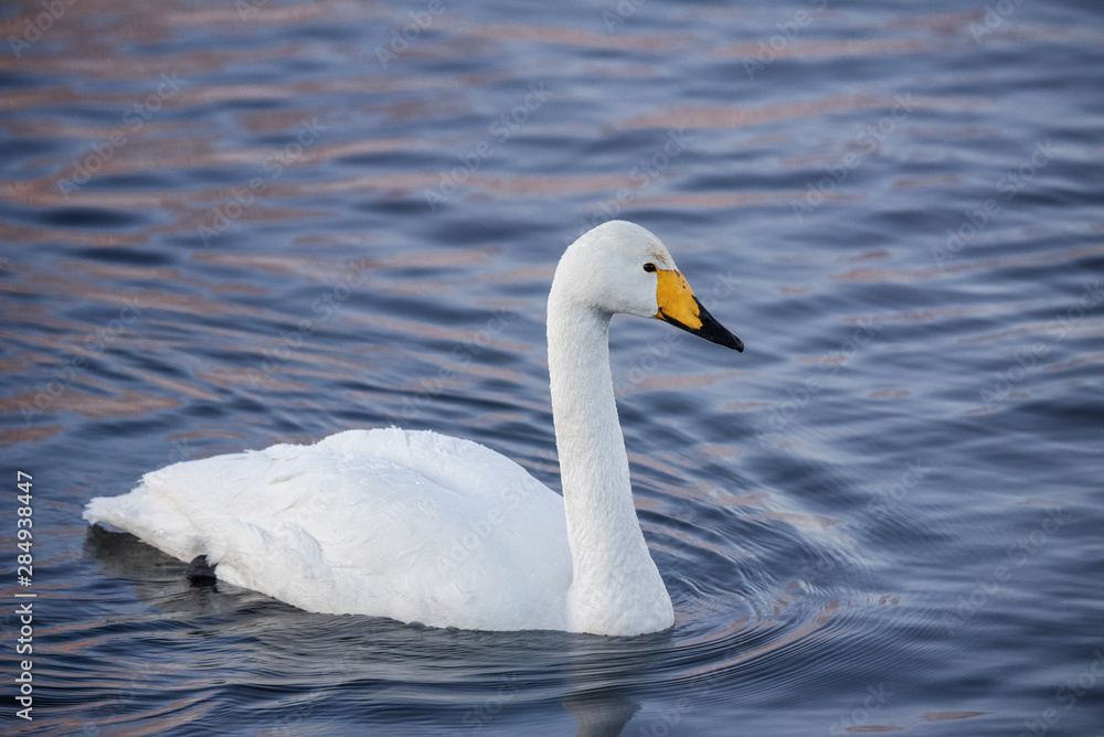Fototapeta premium A lone swan swims in the winter on the lake. 
