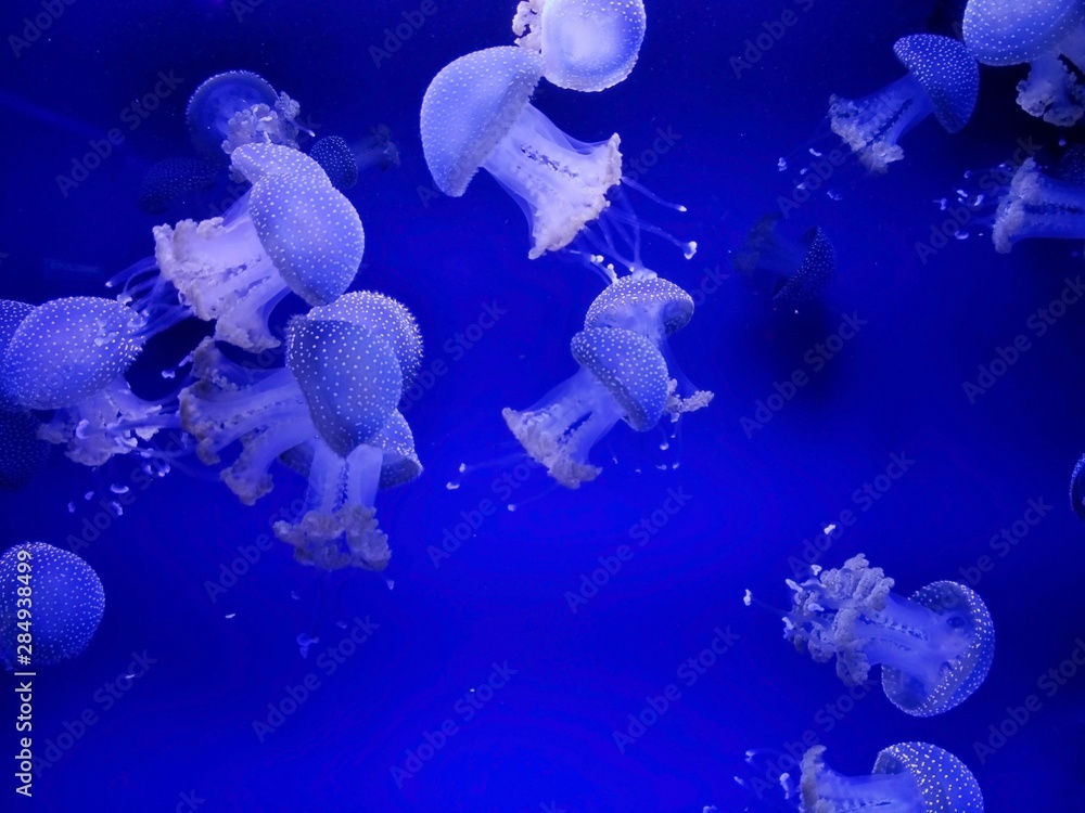 Jellyfish with neon glow light effect in sea aquarium Jellyfish with neon glow light effect in sea aquarium