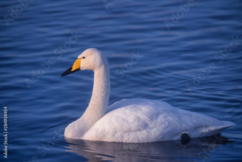 A lone swan swims in the winter on the lake. "Lebedinyj" Swan Nature Reserve, "Svetloye" lake, Urozhaynoye Village, Sovetsky District, Altai region, Russia