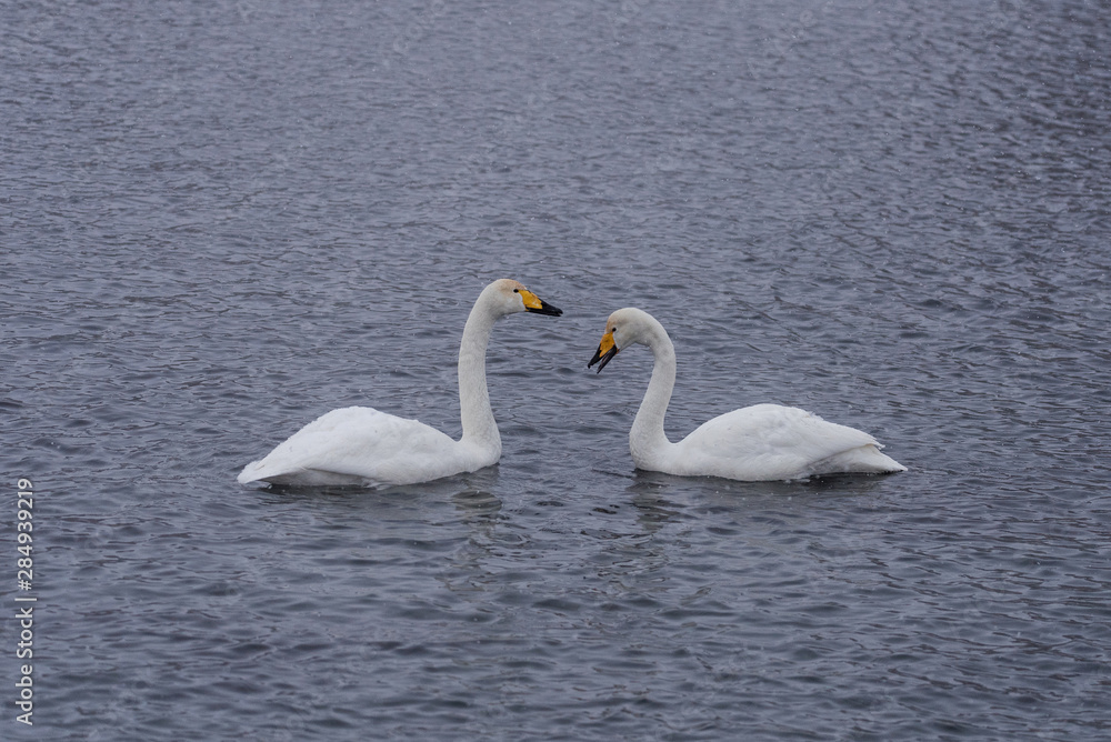 Two swans in love swim beautifully on a winter lake. Two swans in love swim beautifully on a winter lake.