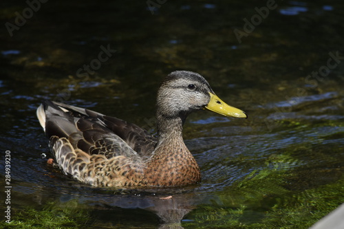 duck in water © MRoseboom