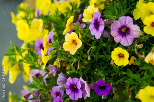 Hanging basket of peturnia's in the summer; bright purple and yellow petunia flowers bloom cheerfully