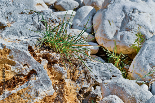 grass grow amid stones and rocks of the rocky riverbank,HDR image