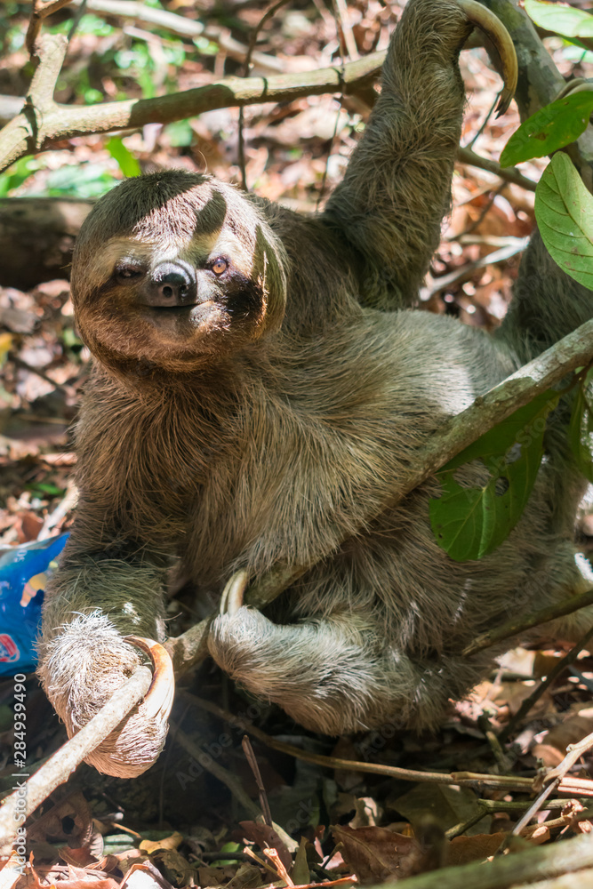 Three toed brown-throated sloth on the ground in the Atlantic forest - Itamaraca island, Pernambuco state, Brazil Three toed brown-throated sloth on the ground in the Atlantic forest - Itamaraca island, Pernambuco state, Brazil