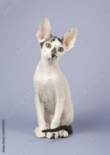 Kornish-rex kitten sitting
