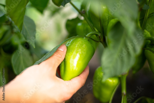 farmer picks green pepper from a bush in a greenhouse