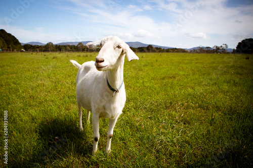 Solo Goat in A Field