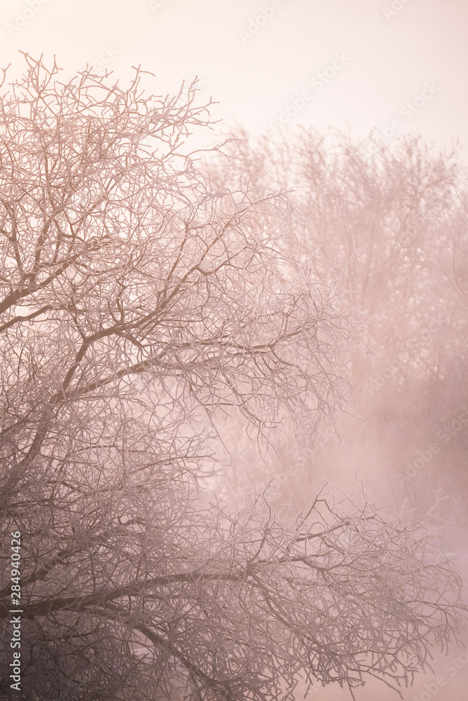 Frosted tree branches on a frosty winter morning in the fog. 
