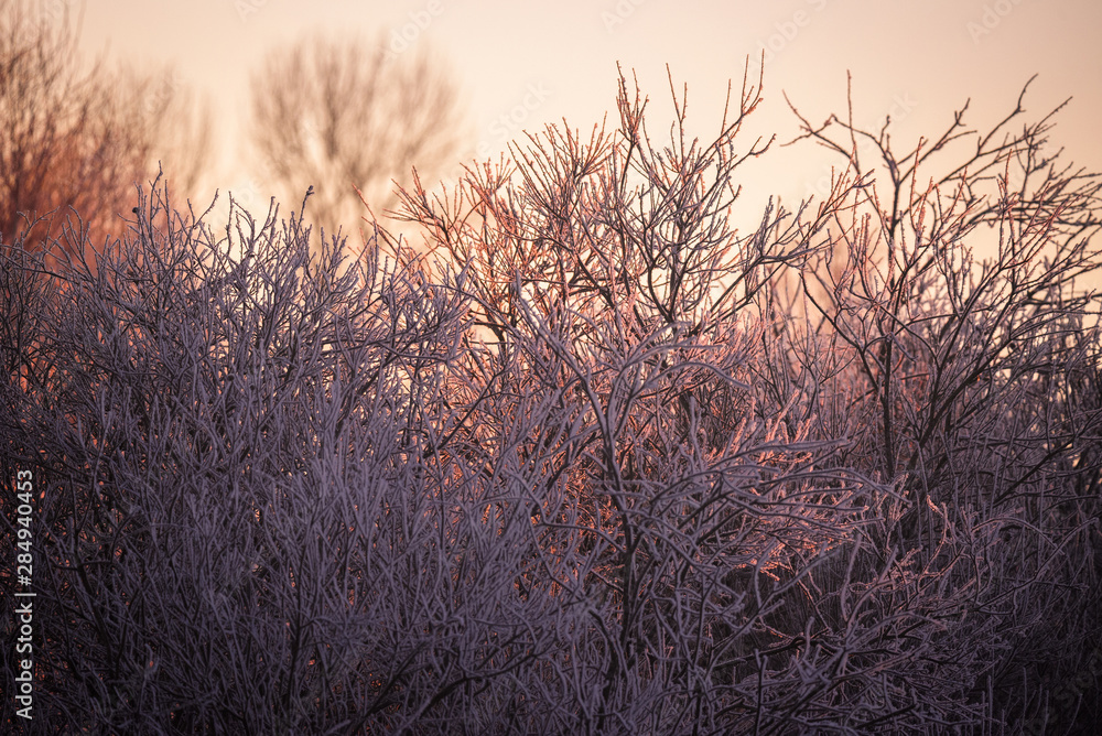 Obraz premium Frosted tree branches on a frosty winter morning in the fog. 