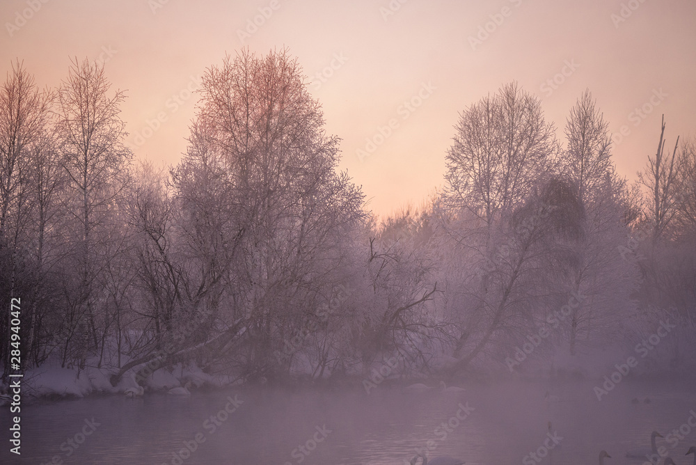 Frosted tree branches on a frosty winter morning in the fog. 