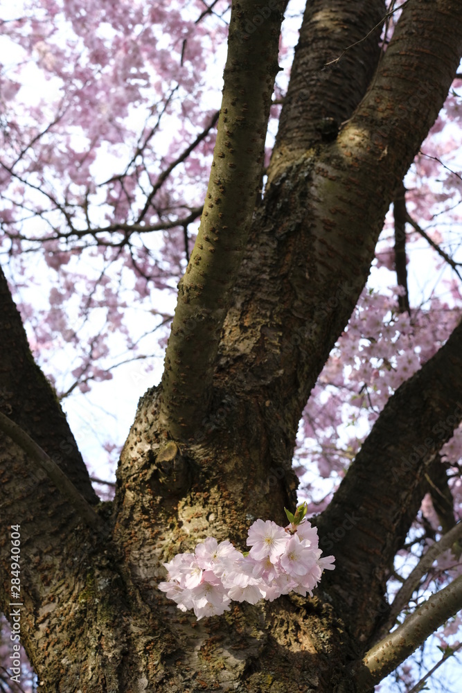 Fototapeta premium Sakura cherry blossom japanese