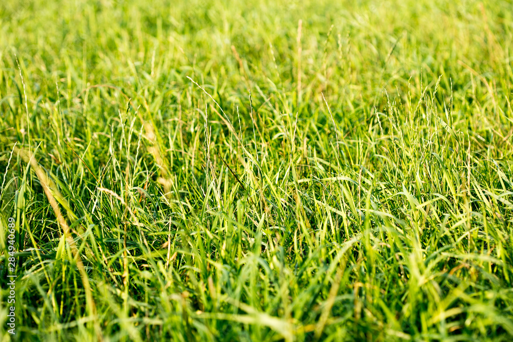 Fototapeta premium Grass macro background fifty megapixels