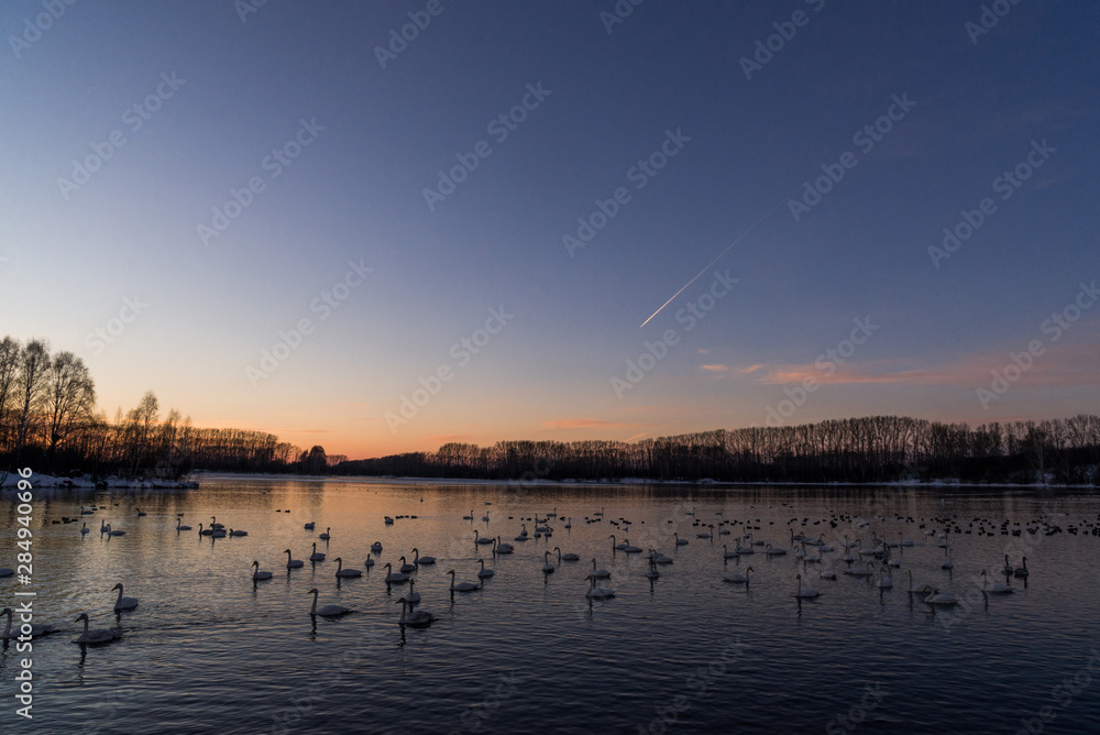 View of the winter lake with swans. View of the winter lake with swans.