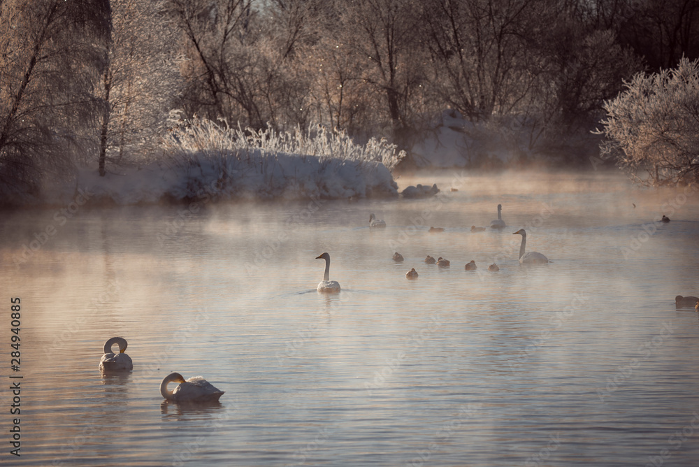 View of the winter lake with swans. View of the winter lake with swans.
