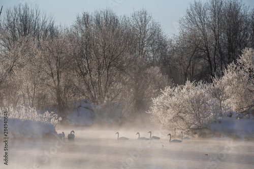 View of the winter lake with swans. 