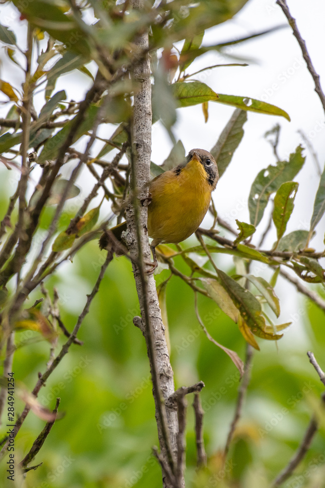 Orange Crowned Warbler stands alert and perched on the sheltered branches of vegetation while peeking around the leaves. Orange Crowned Warbler stands alert and perched on the sheltered branches of vegetation while peeking around the leaves.
