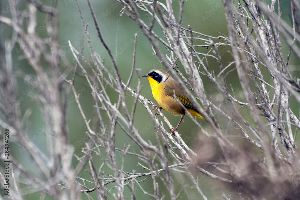 Common Yellowthroat bird sits alert and perched on the inner branches of vegetation while foraging for food. Common Yellowthroat bird sits alert and perched on the inner branches of vegetation while foraging for food.