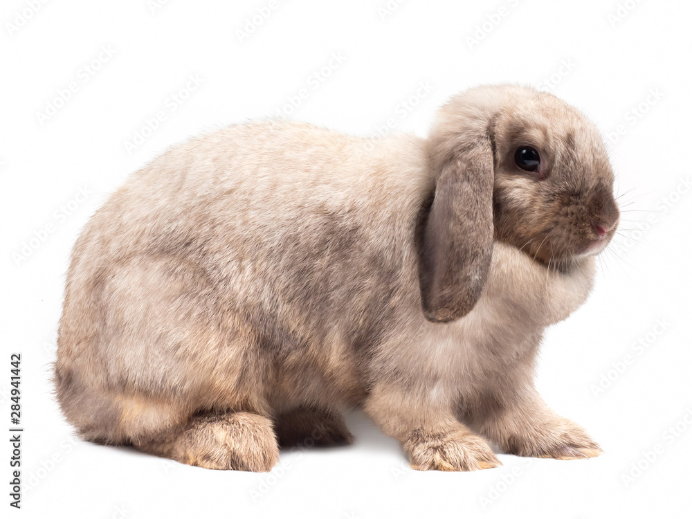 Cute gray holland lop rabbit isolated on white background. Side view of gray  rabbit sitting. Stock Photo | Adobe Stock