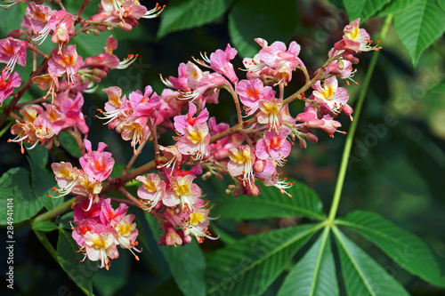 Fort McNair red horse chestnut (Aesculus x carnea Fort McNair). Hybrid between Aesculus pavia and Aesculus hippocastanum. photo