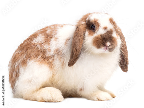 Cute holland lop rabbit isolated on white background. Lovely action of young rabbit.