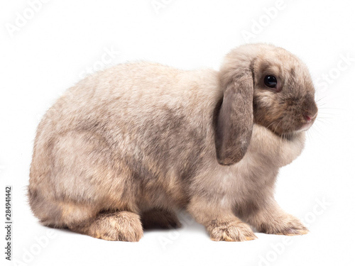 Cute gray holland lop rabbit isolated on white background. Side view of gray rabbit sitting.