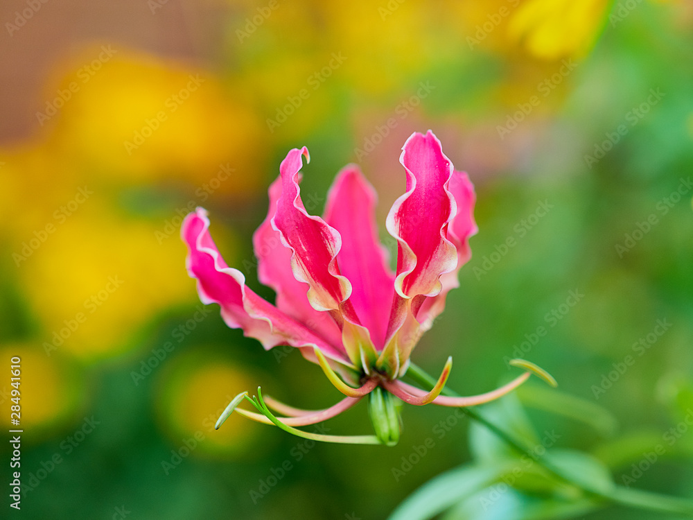 flower in garden flower in garden