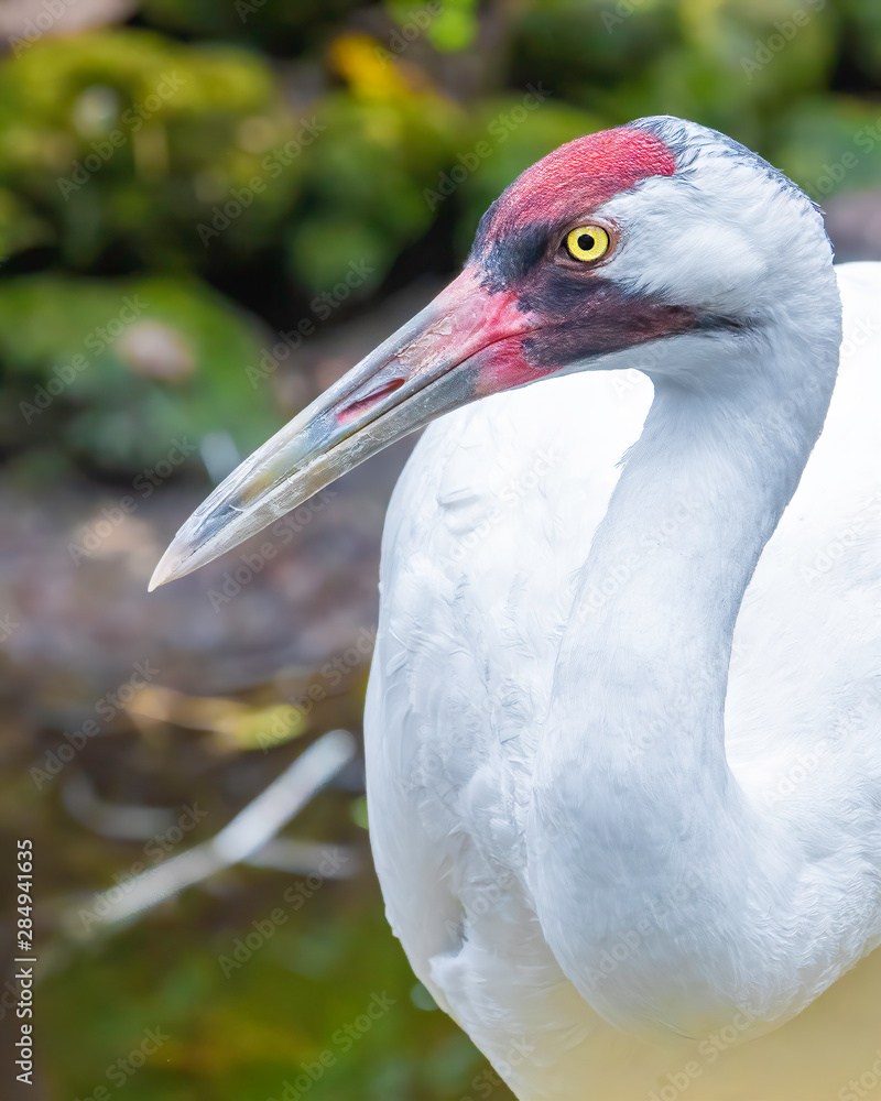 Adult whooping crane