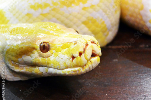 Albino Burmese Python (Python molurus bivittatus).