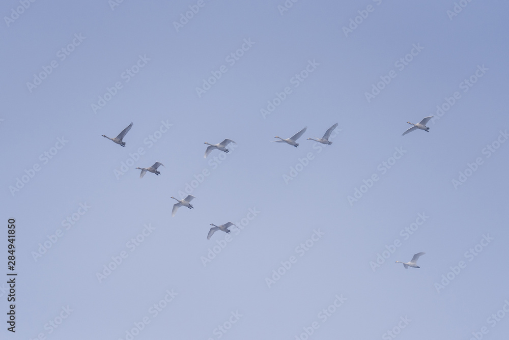 A group of swans flying over the lake. A group of swans flying over the lake.