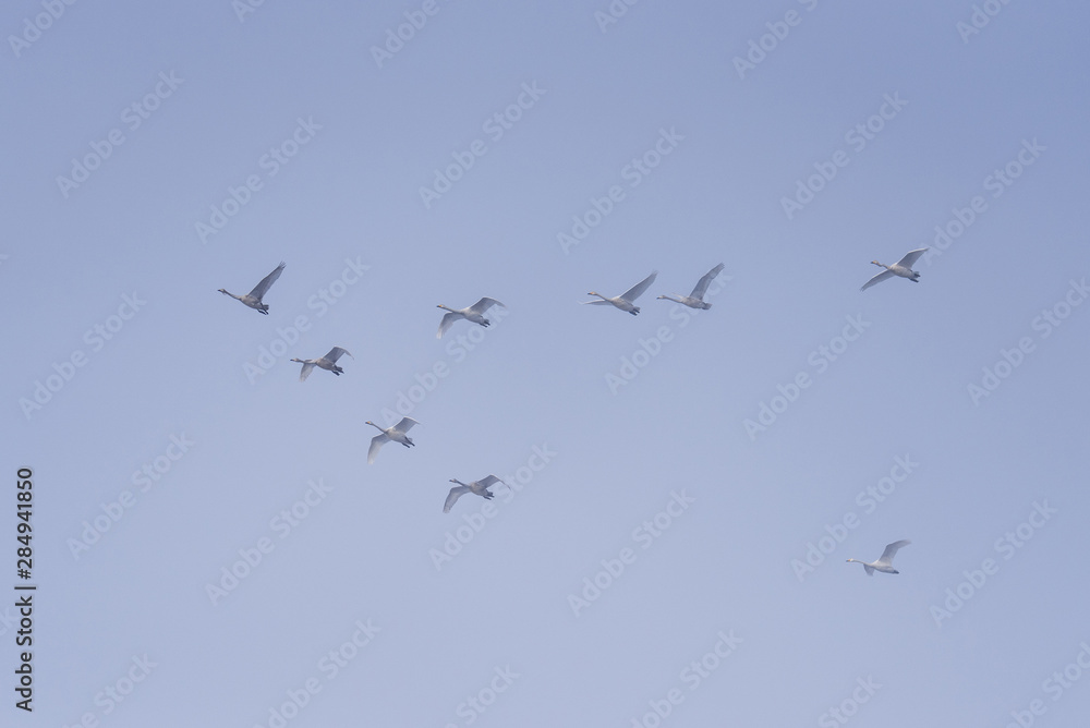 A group of swans flying over the lake. 