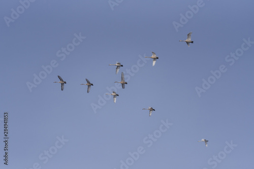 A group of swans flying over the lake.  Lebedinyj  Swan Nature Reserve   Svetloye  lake  Urozhaynoye Village  Sovetsky District  Altai region  Russia