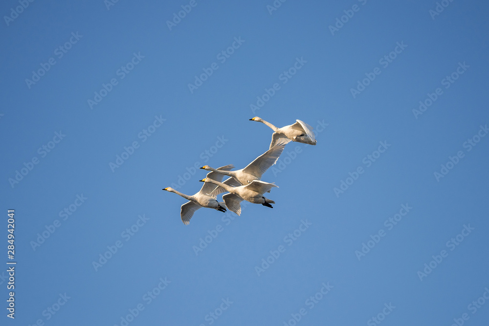 A group of swans flying over the lake. A group of swans flying over the lake.