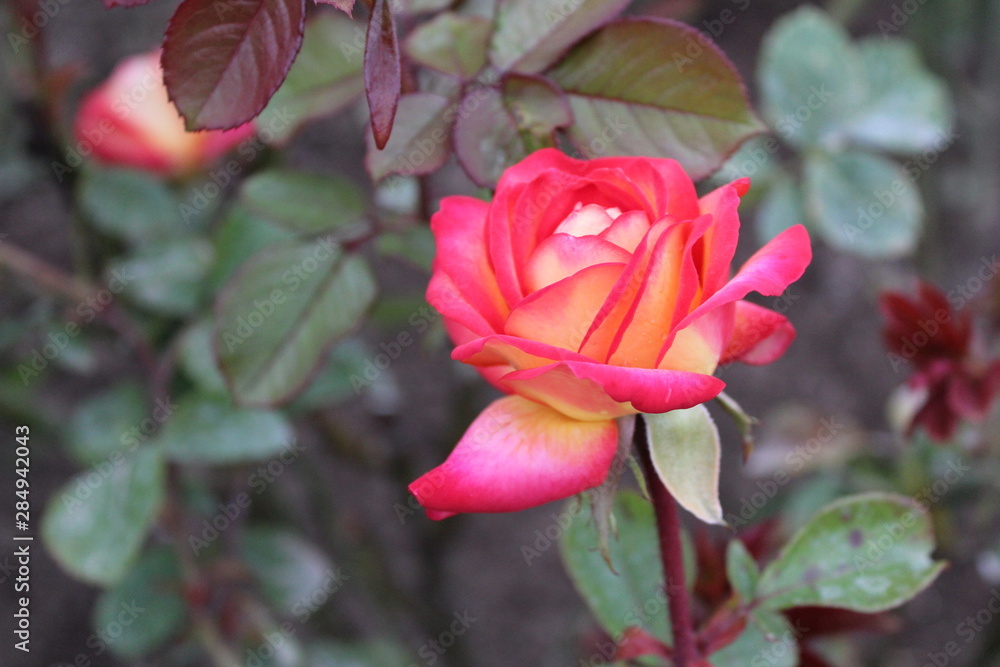 noble pink with yellow rose in the garden