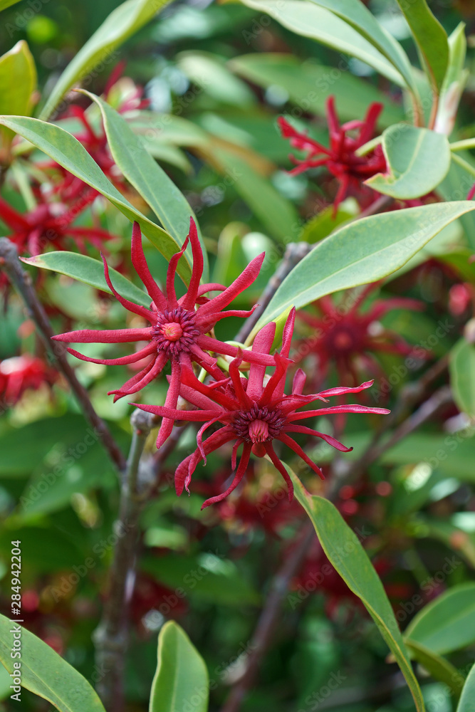 Purple anise (Illicium floridanum). Known as Florida anise, florida anise tree, Stink-bush and Star-anise also. Purple anise (Illicium floridanum). Known as Florida anise, florida anise tree, Stink-bush and Star-anise also.