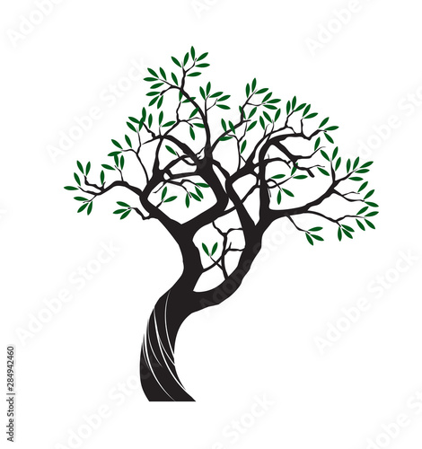 Olive tree on white background. Vector Illustration and concept pictogram.