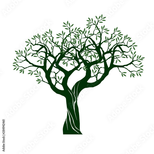 Olive tree on white background. Vector Illustration and concept pictogram.