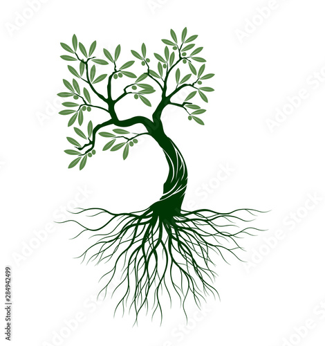 Olive tree on white background. Vector Illustration and concept pictogram.