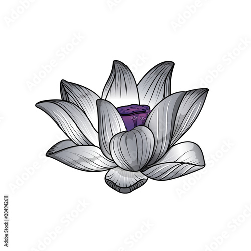 Vector flor de loto 